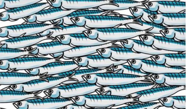 movimento_sardine